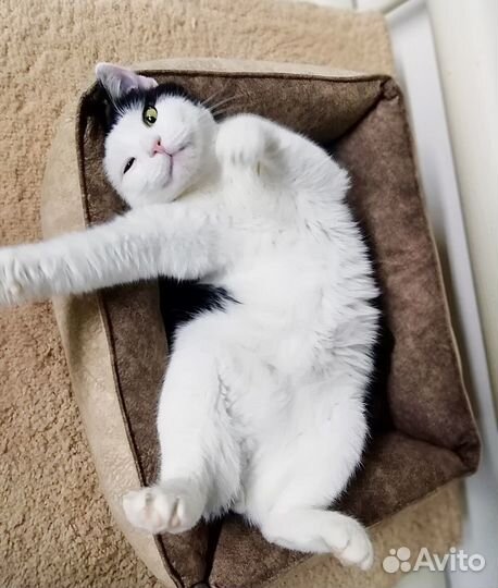 Котик Барсик