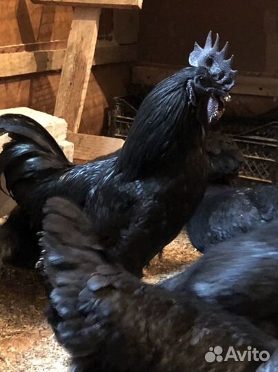 Куры, Петухи Ухейилюй, инкубационное яйцо