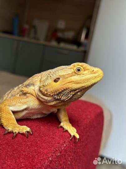 Агама самец