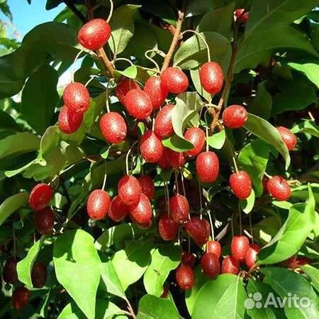 Гуми, лох многоцветковый