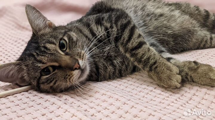 Котик Назар