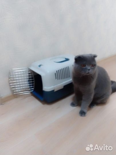 Британский кот вязка