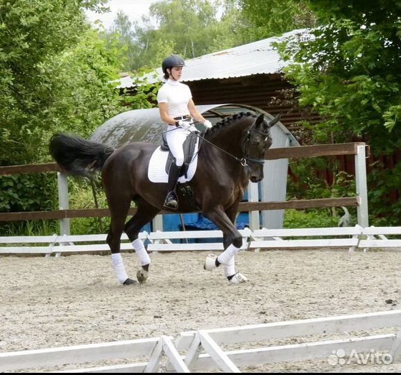 Обучение верховой езде. Конный спорт