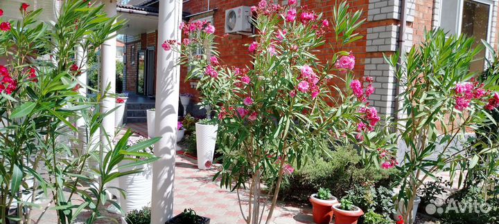 Олеандр махровый