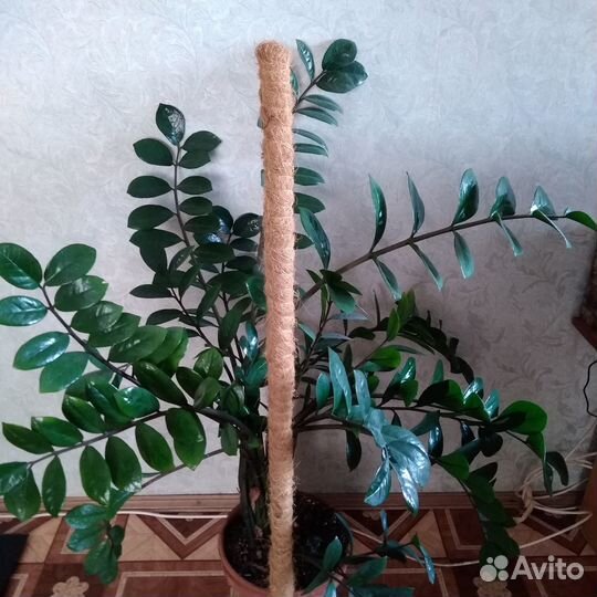 Для цветов вьющихся или высоких опора кокос