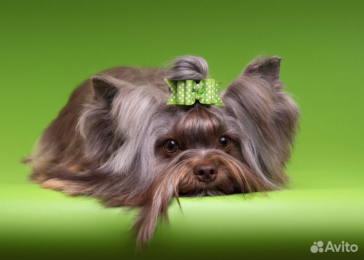 Шоколадный йорк Вязка