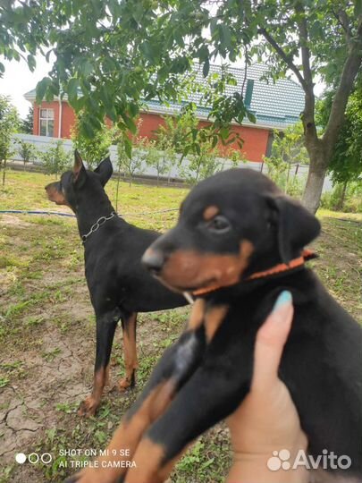 Щенки добермана. (Вязка )