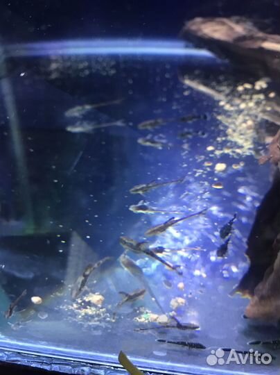 Аквариумные раки растения рыбы