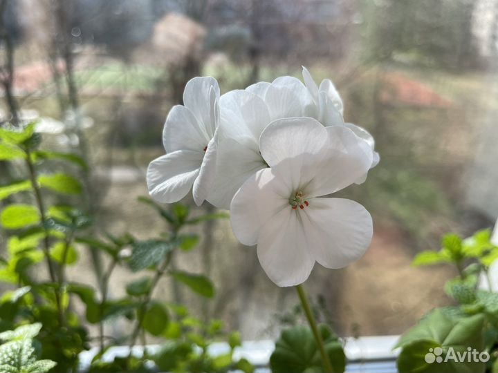 Пеларгония герань, белая, (цветущая)