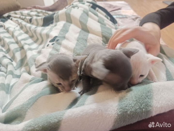 Котята корниш-рекс