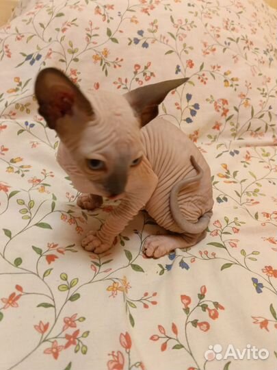 Канадский сфинкс