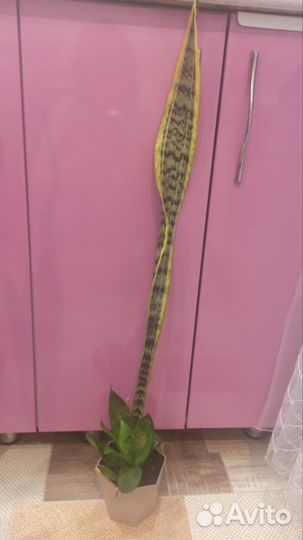 Сансевиерия