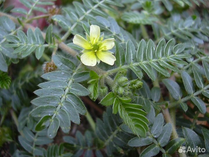 Трибулус (якорцы)