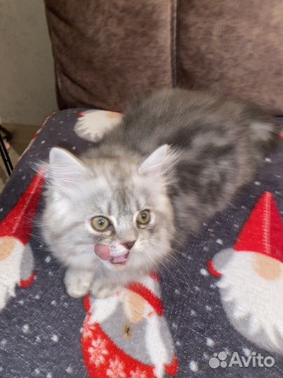 Британские котята мраморного окраса