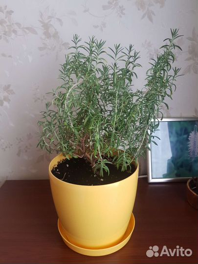 Розмарин