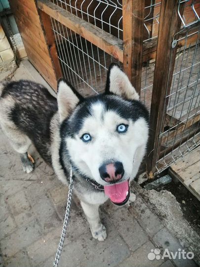 Сибирский хаски вязка