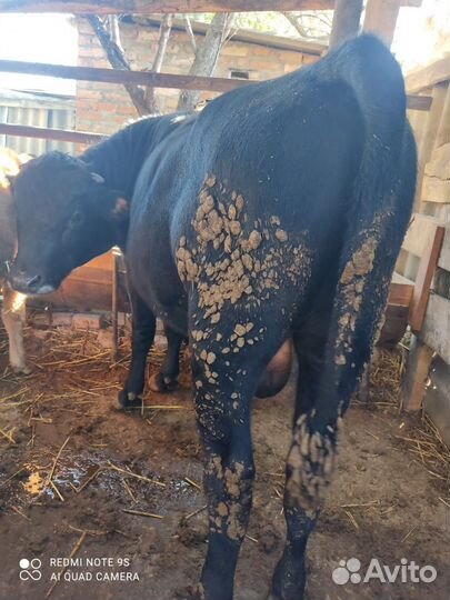 Бык 2 года