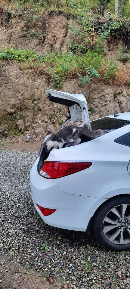 Hyundai Solaris: фото владельца