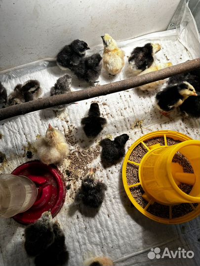 Китайские шёлковые,фавероль и другие