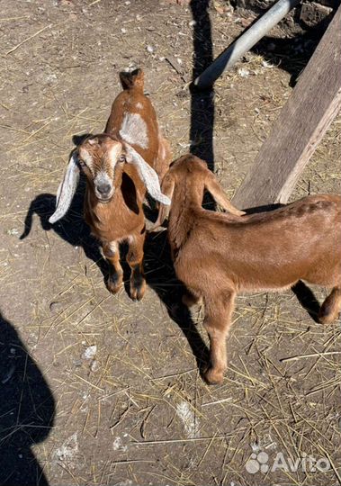 Нубийские козы козлята