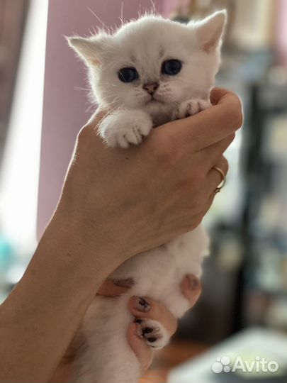 Котенок девочка шиншилла серебристая