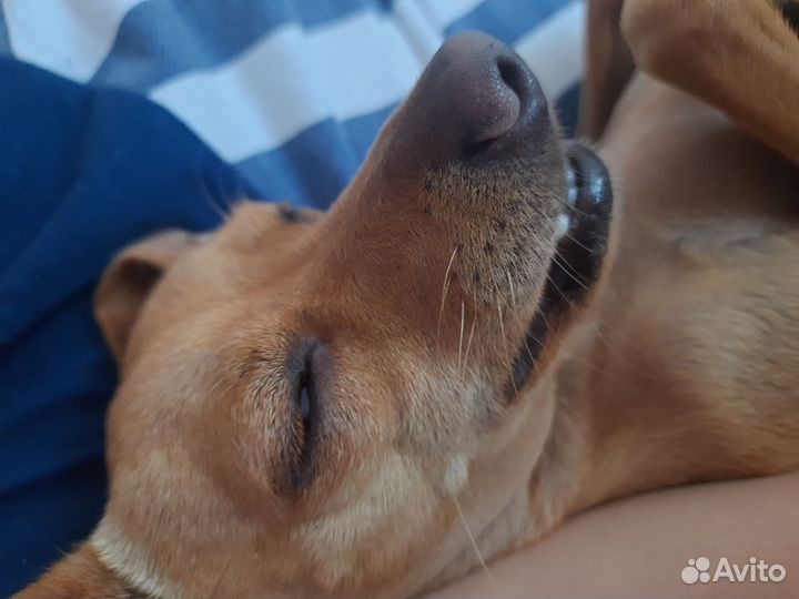 Вязка собак той терьеров