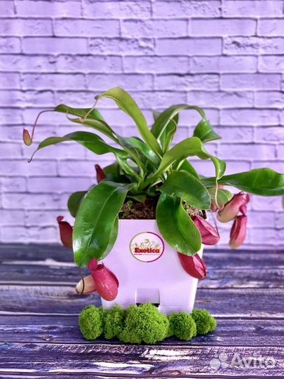 Непентес Кровавая Мэри (лат. Nepenthes Bloody Mary