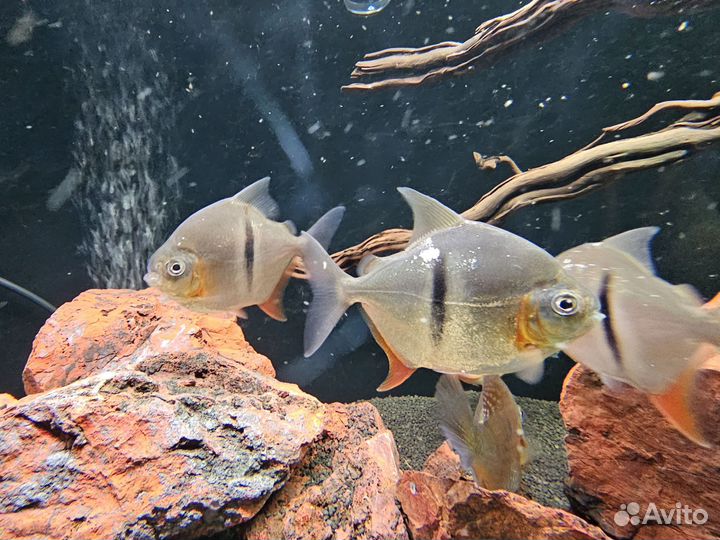 Милеус ламакс 1