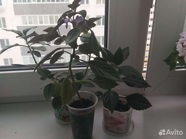 Плектраниус Моно