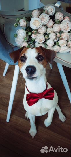 Джек Рассел терьер вязка