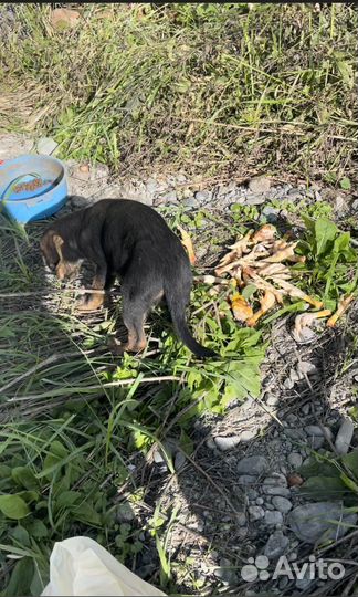 Девочка в добрые руки