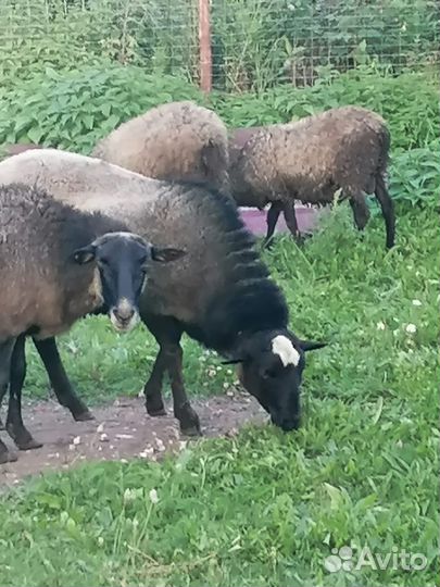 Овцы бараны