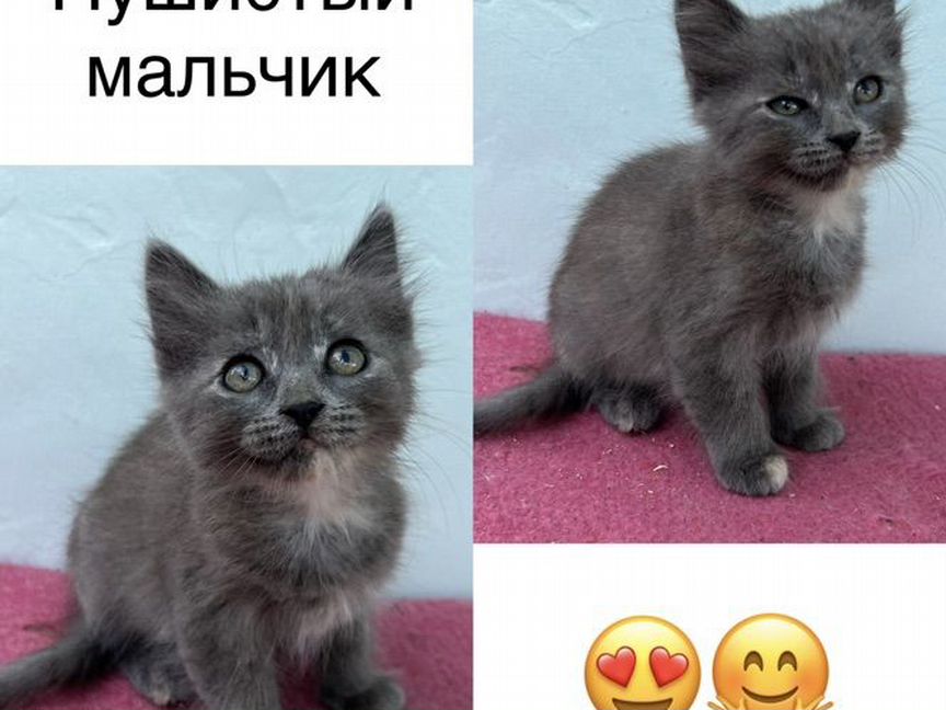 Котята крысоловы мышеловы