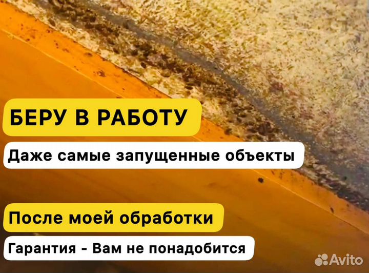 Уничтожение тараканов, Травля, Частный Мастер