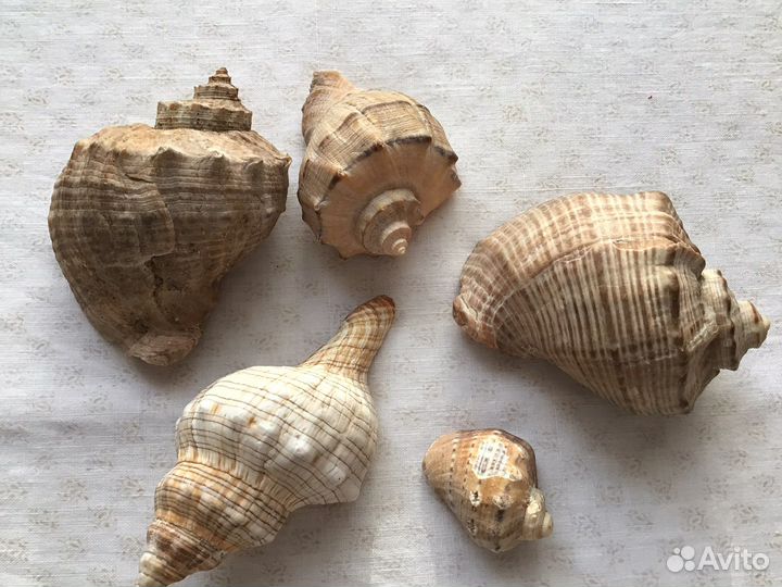 Морские ракушки