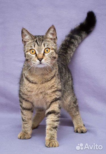 Самый ласковый котик Трофим ждёт семью