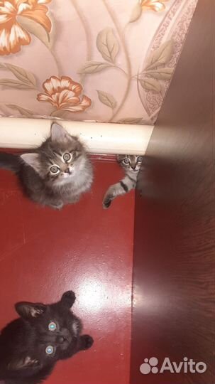 Кошка в дар бесплатно