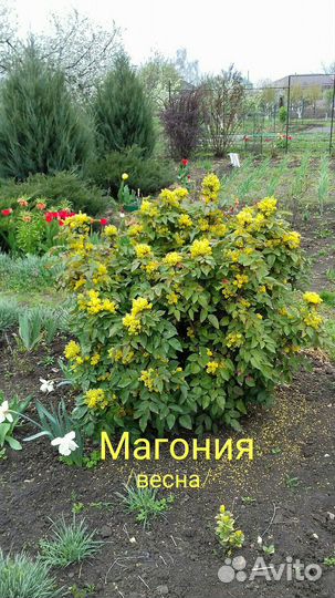 Растения для сада