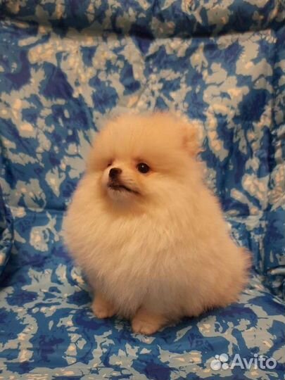 Померанский шпиц