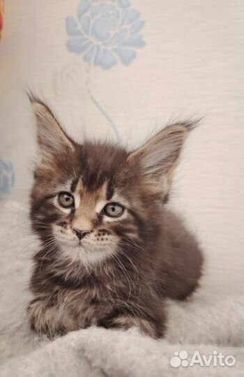 Котята мейн-кун