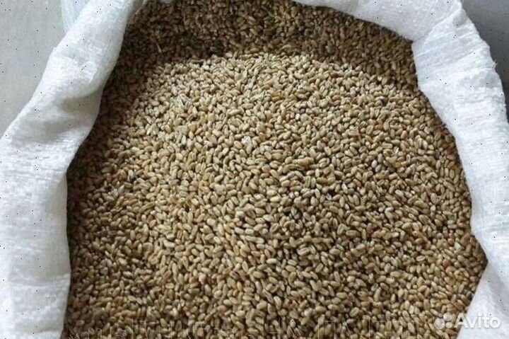 Пшеница, овес, ячмень