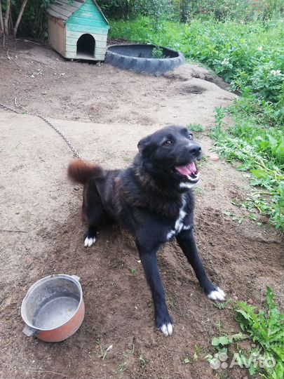 Отдам кобеля в добрые руки