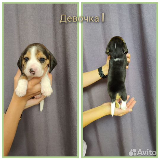 Щенки бигля