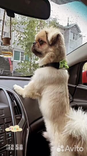 Королевский пекинес