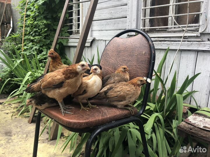 Семья декоративных кур бентамок