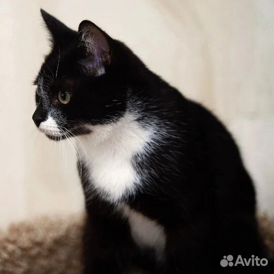 Котенок Пашка ищет место в сердечке