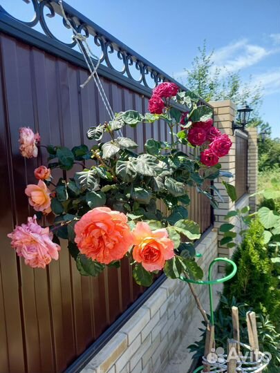 Роза на штамбе