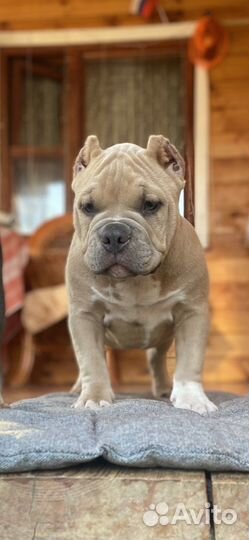 Девочка Американского булли