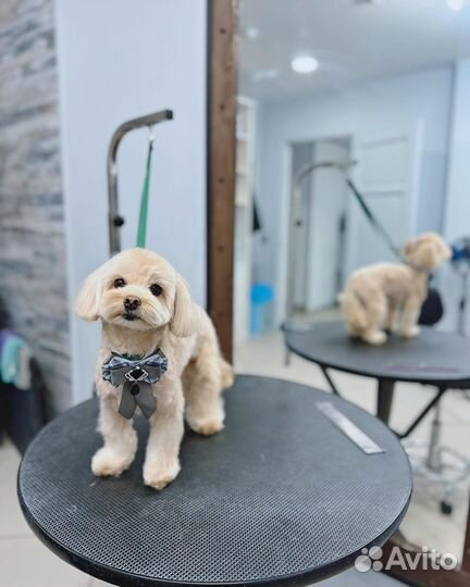 Стрижка собак и кошек