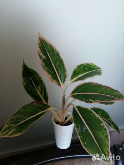 Аглаонема Липстикпинк,Гринлайт,Spotted star,Kiwi